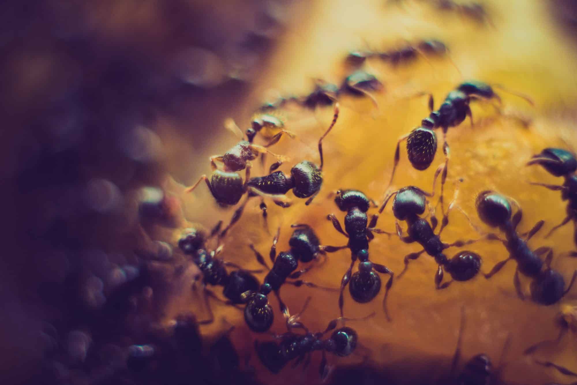 Photo of ants from Unsplash