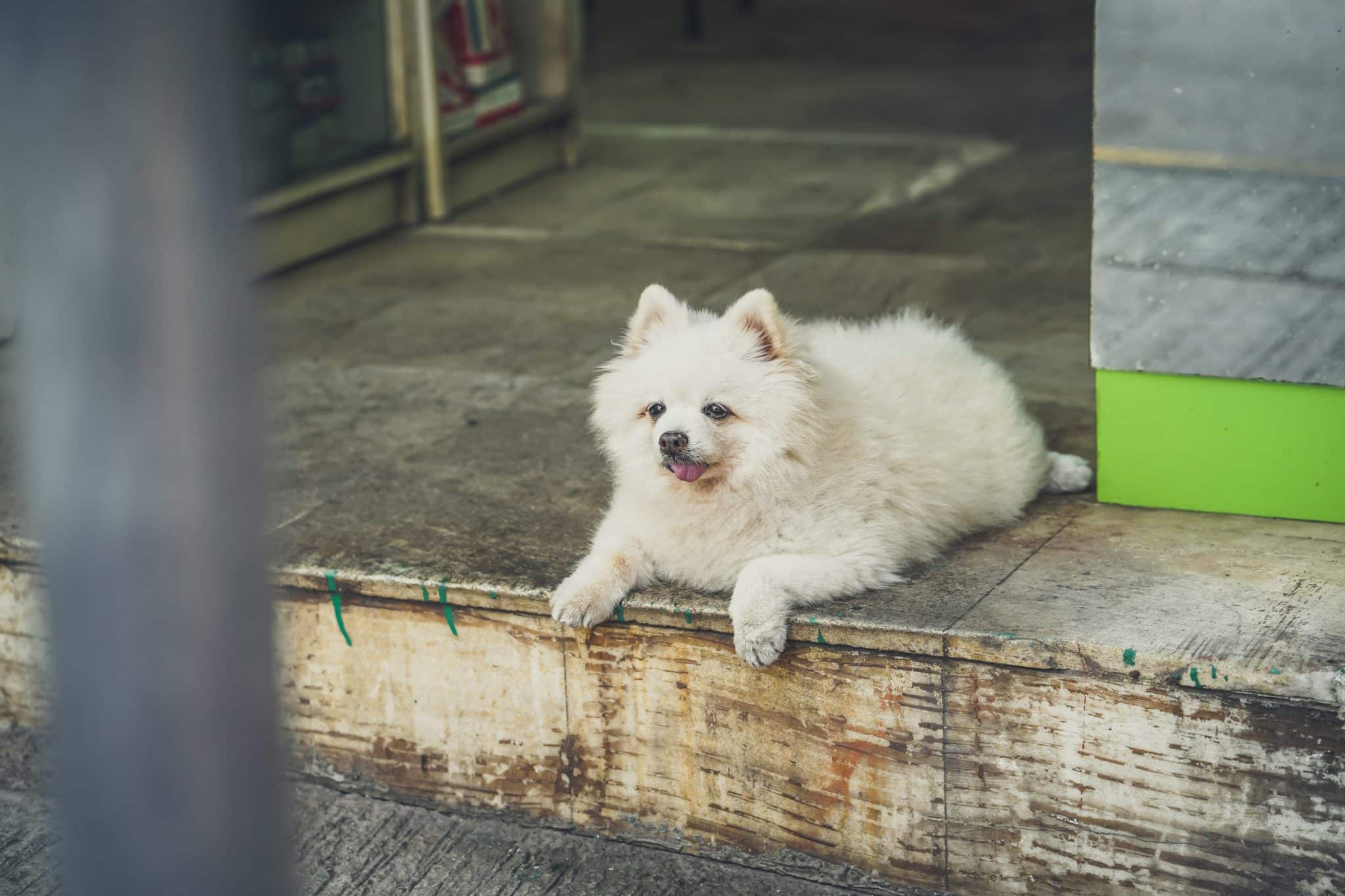 A fluffy white dog sits on a porch with its tongue out