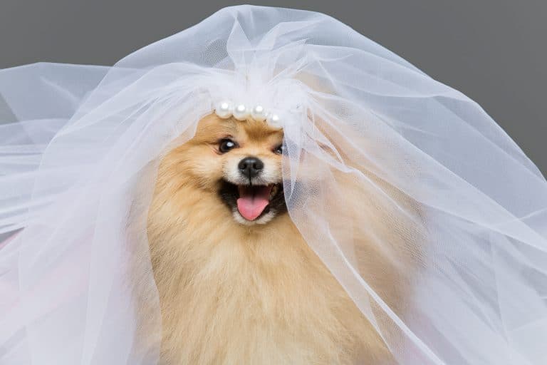beautiful spitz dog bride in skirt and veil on gray background. copy space.