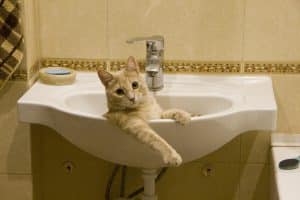 Orange tabby cat lying in bathroom sink
