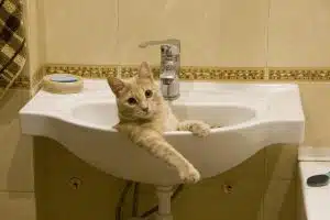 Orange tabby cat lying in bathroom sink