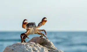 crab bricklayer stand and threateningly lifted claws up