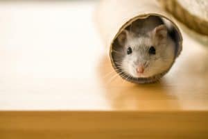 Hamster in a toilet paper roll