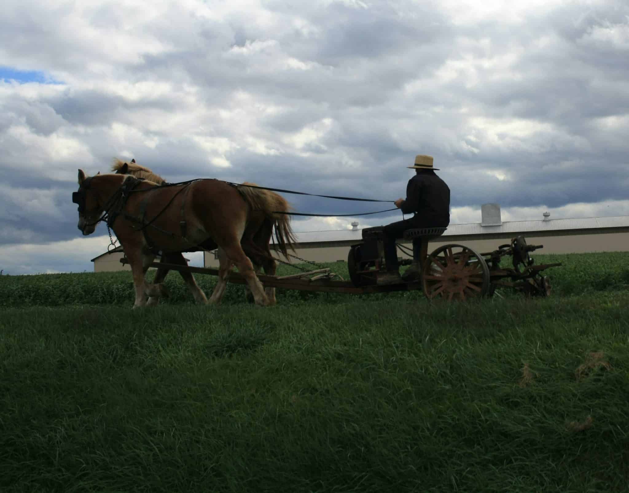 An Amish man ploughing