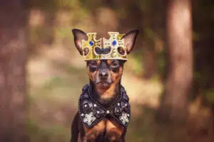 Dog in the crown, in royal clothes, on a natural background. Dog lord, prince, dog power theme