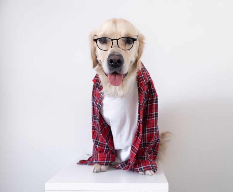 The dog in glasses and a red shirt sits on a white background. Golden Retriever dressed as a programmer or teacher.
