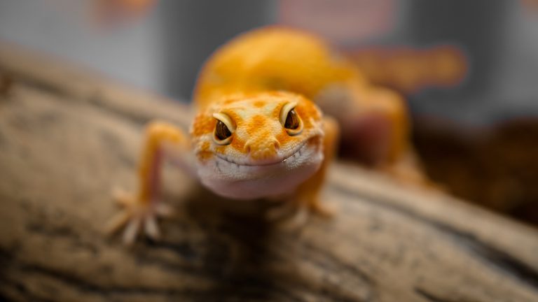 A gecko crawls on a log