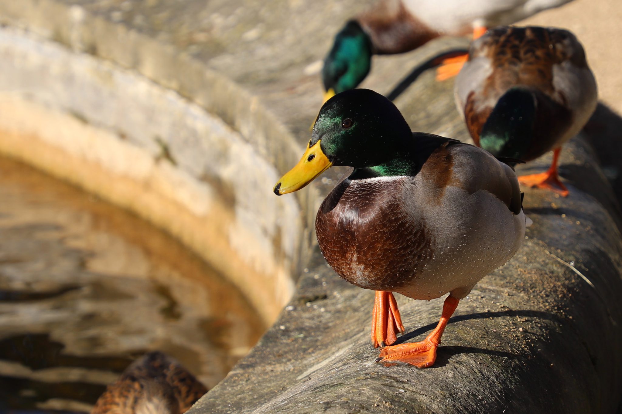 A duck at the University of Oxford.