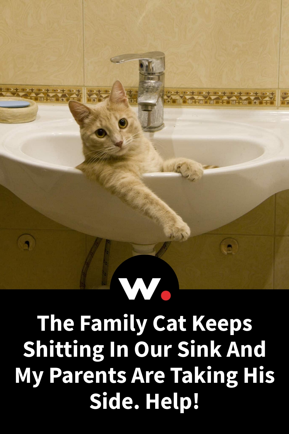 The Family Cat Keeps Shitting In Our Sink And My Parents Are Taking His Side. Help!